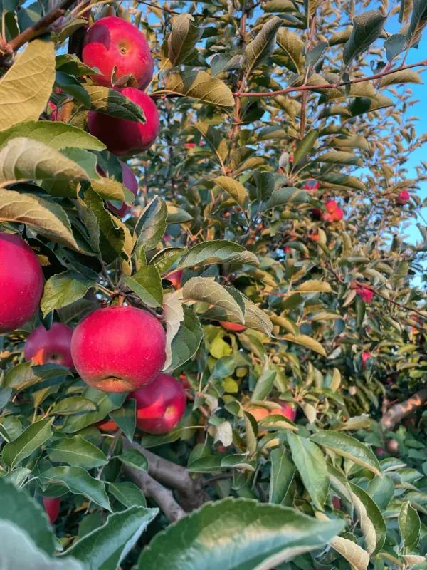🍎 Айдаред — ароматное сердце сада Verdio